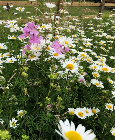 Wildflowers 26