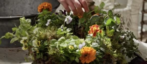 Edible Wreath