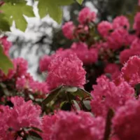 May-2026 Rhodo