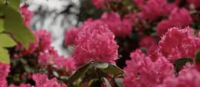 May-2026 Rhodo