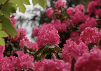 May-2026 Rhodo