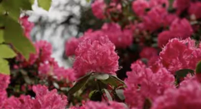 May-2026 Rhodo