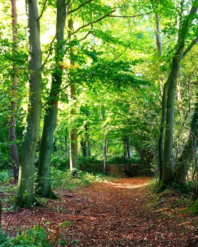 Pathway through trees
