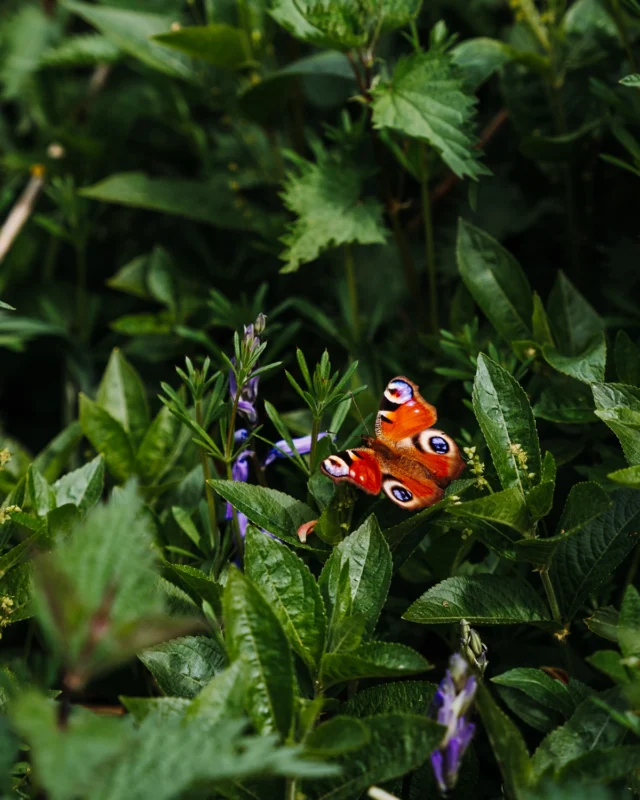 Peacock butterfly