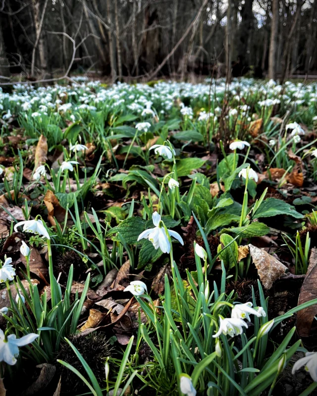 Snowdrops