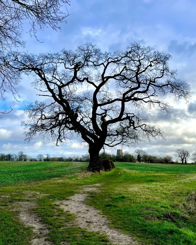 Tree and Church
