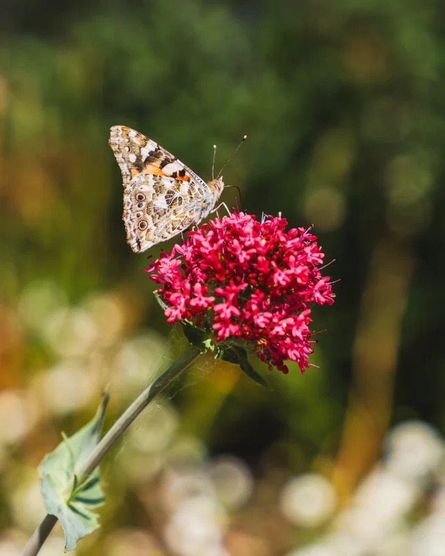 Tortoiseshell butterfly