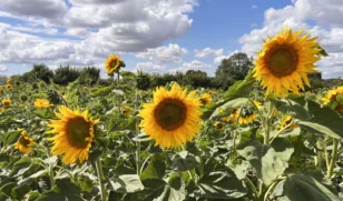 Sunflowers 2026 Header 3