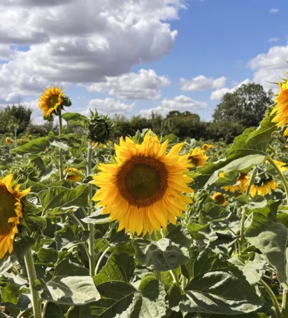 Sunflowers 2026 Header 3