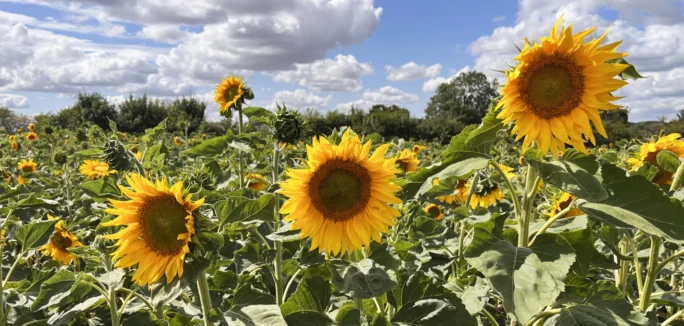 Sunflowers 2026 Header 3