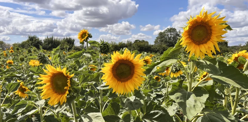 Sunflowers 2026 Header 3