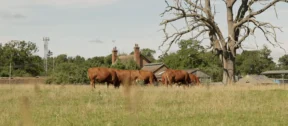 Jun-2026 Cattle