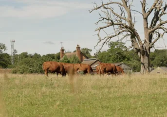 Jun-2026 Cattle