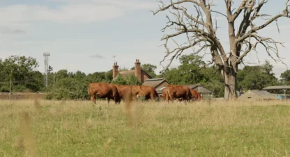 Jun-2026 Cattle