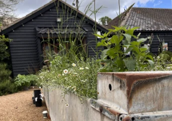 Courtyard Planting 2