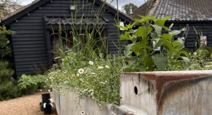 Courtyard Planting 2