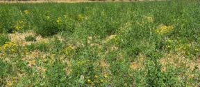 Wild Flower Strips 1