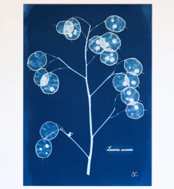 Sophie Cook Blue and Gold Honesty Herbarium 26