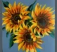 Sunflower 1 grey
