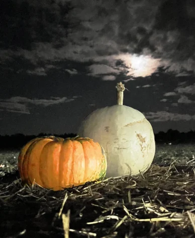 Pumpkins at night 1