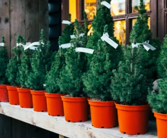 Potted Christmas Trees