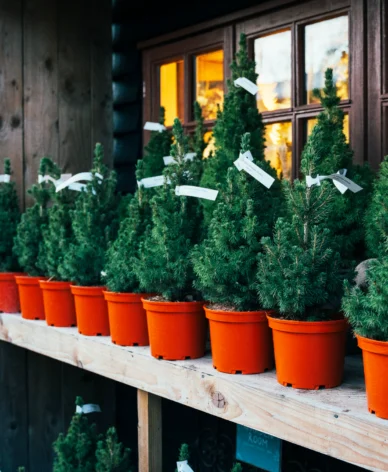 Potted Christmas Trees