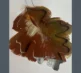 Canvas Club Autumn Leaves grey 5