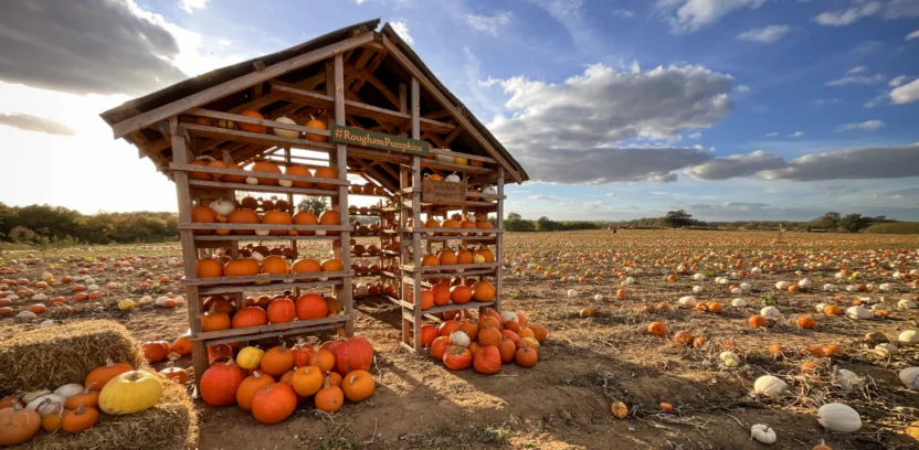 Pumpkins 2026 House Header 1