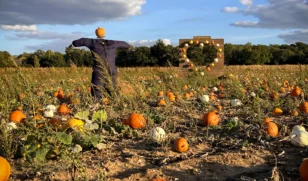 Pumpkins 2026 Heart and man 2