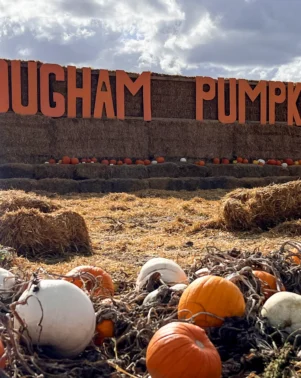 Pumpkins 2026 Hollywood Header 1
