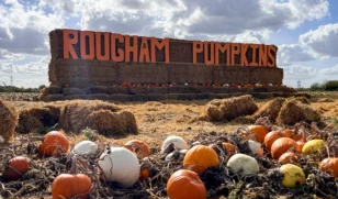 Pumpkins 2026 Hollywood Header 1