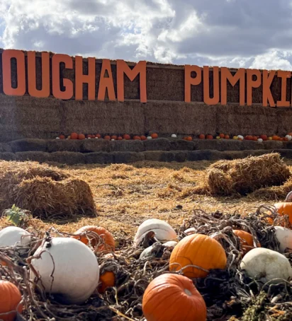 Pumpkins 2026 Hollywood Header 1