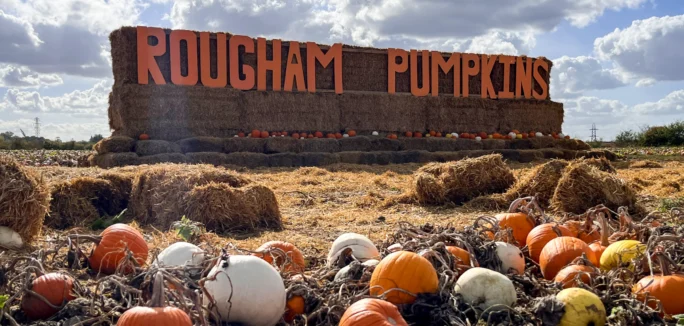 Pumpkins 2026 Hollywood Header 1