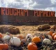 Pumpkins 2026 Hollywood Header 1