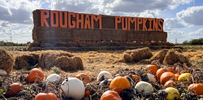 Pumpkins 2026 Hollywood Header 1