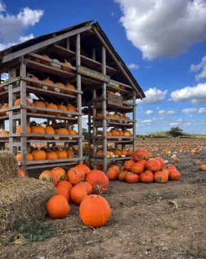 Pumpkins 2026 House 4