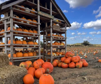 Pumpkins 2026 House 4