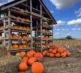 Pumpkins 2026 House 4