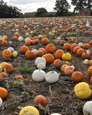 Pumpkins 2026 Lots 1