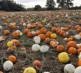 Pumpkins 2026 Lots 1