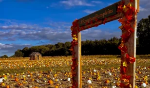 Pumpkins 2026 Frame Header 2