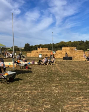 Pumpkins 2026 Field 2