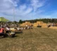 Pumpkins 2026 Field 2