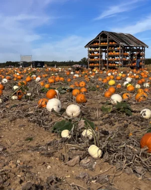 Pumpkins 2026 Field 3