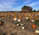 Pumpkins 2026 Field 3