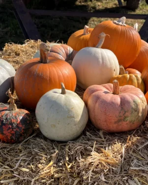 Pumpkins 2026 Field 5
