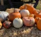 Pumpkins 2026 Field 5