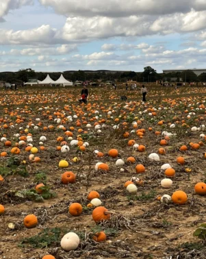 Pumpkins 2026 Field 6