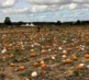 Pumpkins 2026 Field 6