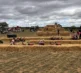 Pumpkins 2026 Field 7